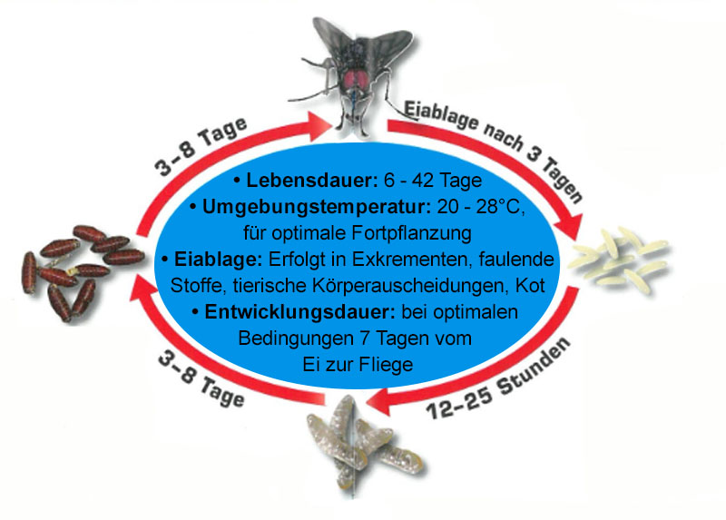 Statuskreis der Fliege – Entwicklungsstadien