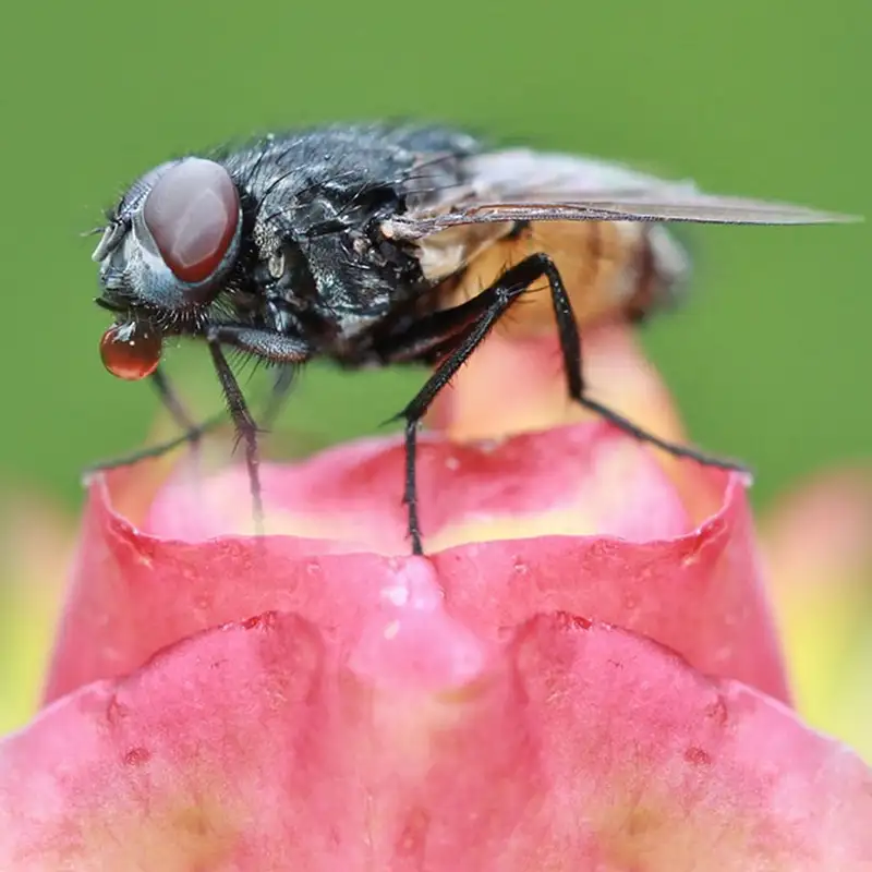 Fallen Insect Insect traps - Schopf Hygiene